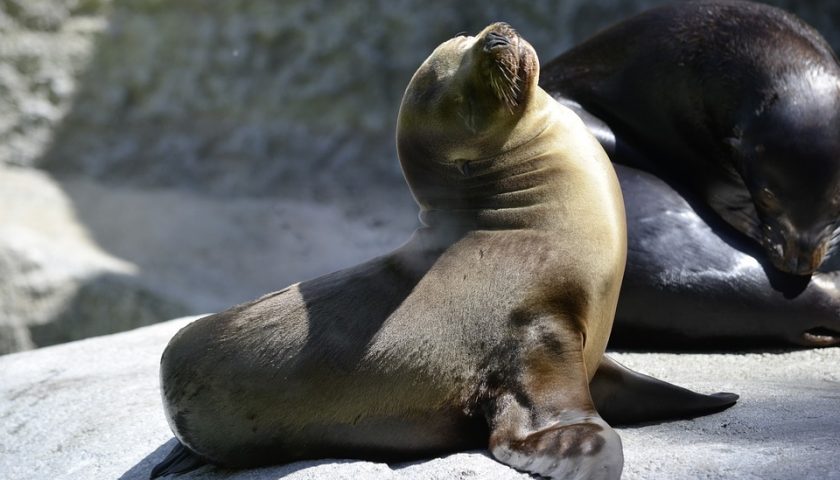 Animal Seal Baby Robbe Zoo Nature Sun Water