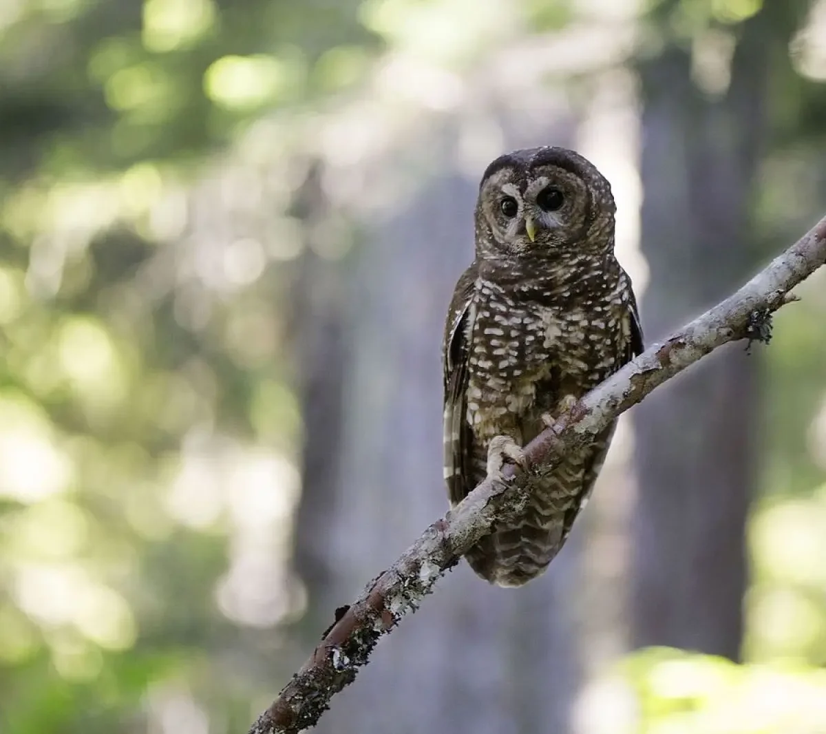 Controversy Brews Over Barred Owl Removal to Save Spotted Owl