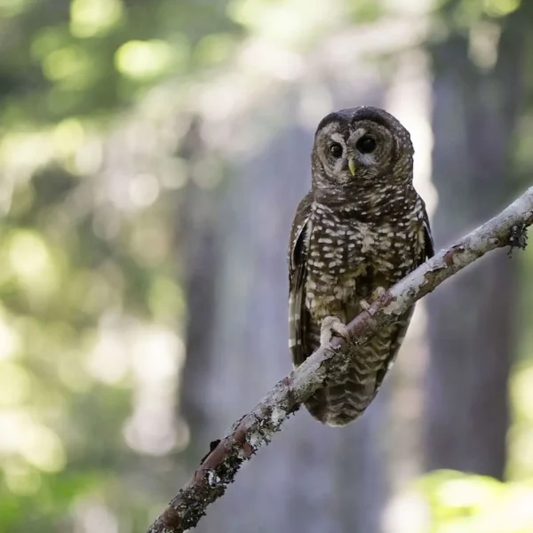 Controversy Brews Over Barred Owl Removal to Save Spotted Owl